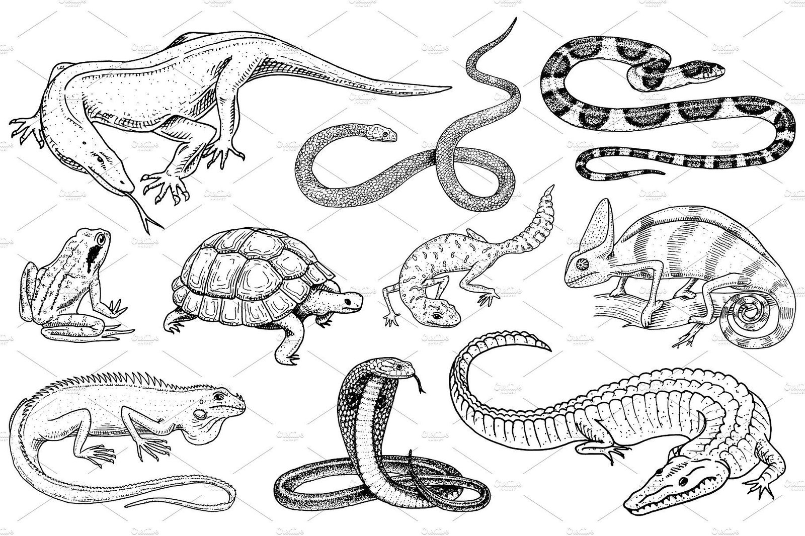 resources of Wild animals and birds exporters