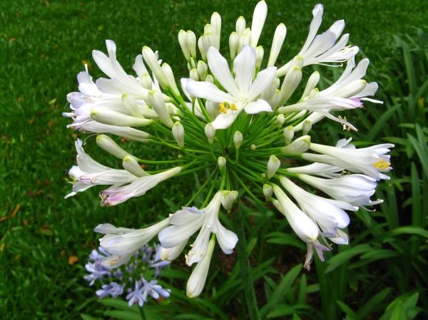 resources of Tuberose Nna Base exporters