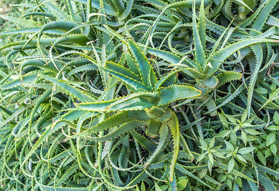 Aloe Vera Exporters, Wholesaler & Manufacturer | Globaltradeplaza.com