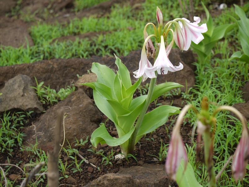 resources of Alpinia Galanga exporters