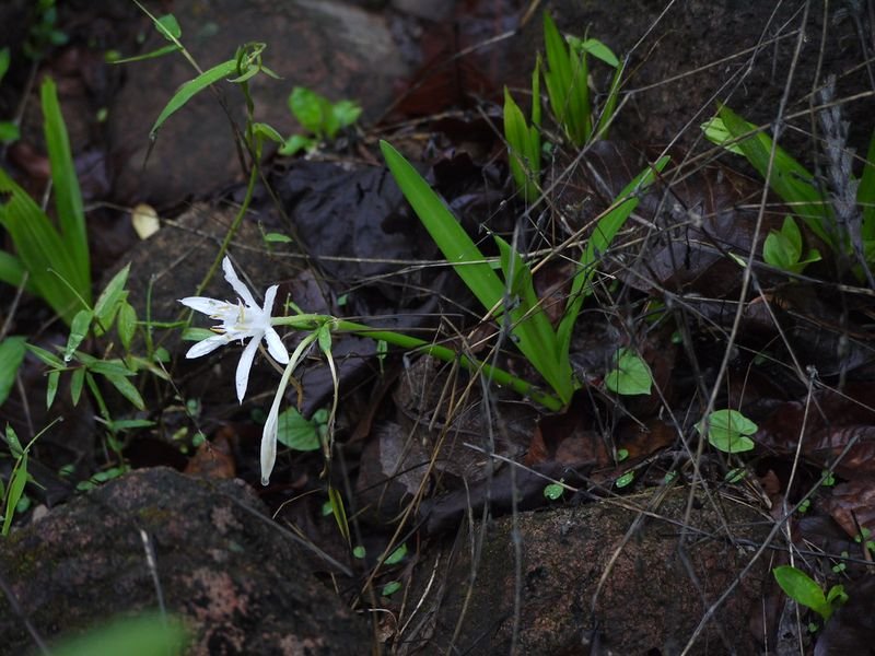 resources of Brahmi (Hydrocotyle Asiatica) exporters