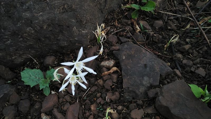 resources of Adenium obesum exporters