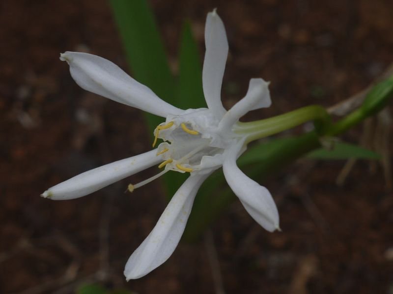 resources of Tuberose Extra Reconstituted Absolute exporters