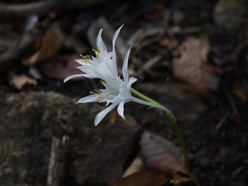 resources of Dhalia Snowflake exporters