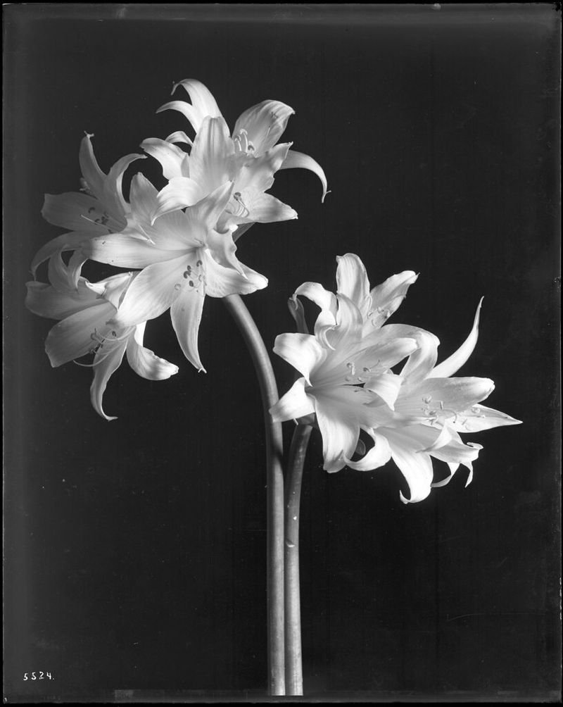 resources of Tuberose exporters