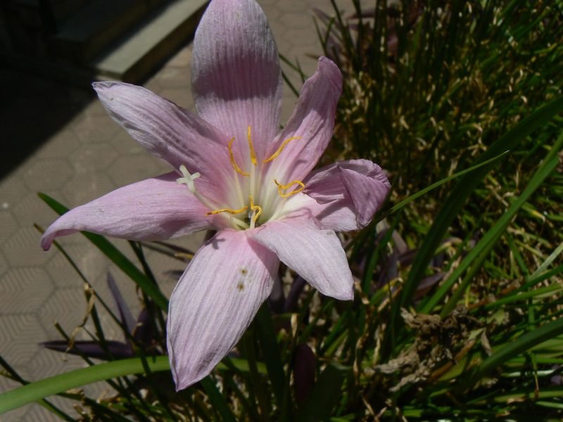 resources of Hisbiscus Flower exporters