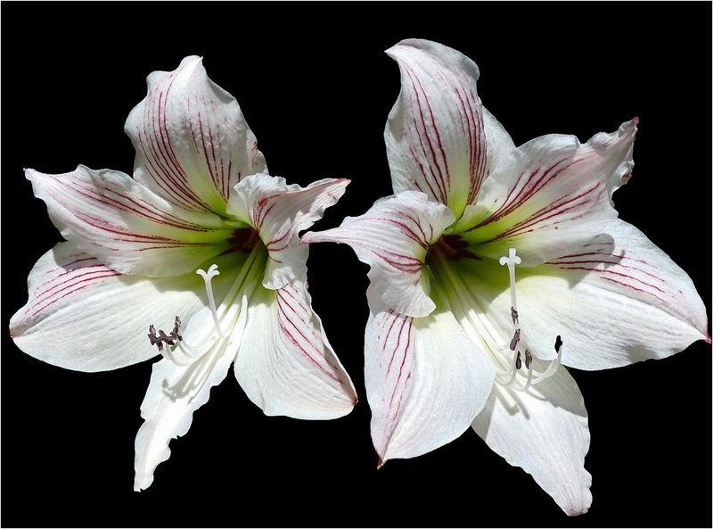 resources of Oriental Lilly exporters