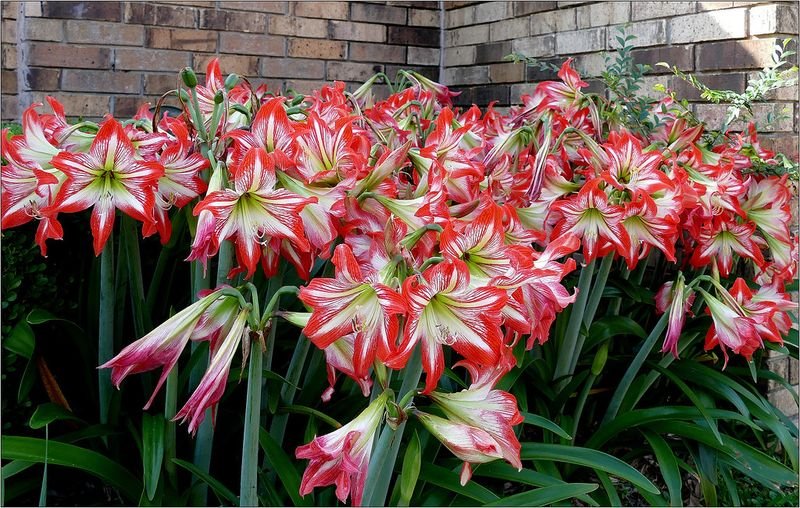resources of Alstroemeria Bali exporters