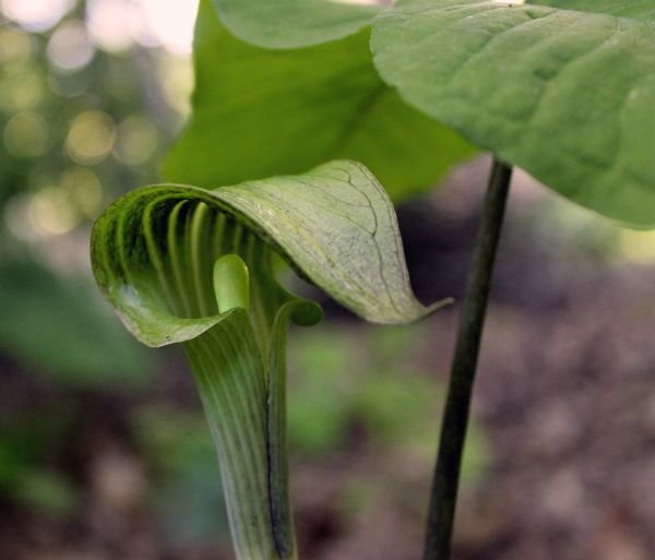 resources of Vilva Leaf exporters
