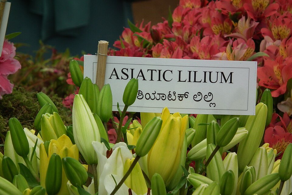 resources of Leisure name exporters