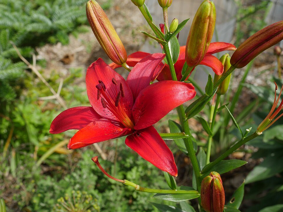 resources of Oriental Lily 2 Colours exporters
