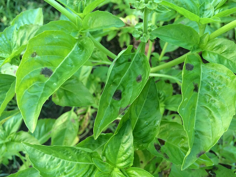 Basil Leaf Exporters, Wholesaler & Manufacturer | Globaltradeplaza.com