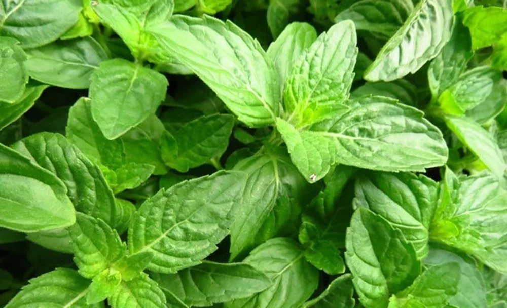 resources of Dry Basil Tulsi exporters
