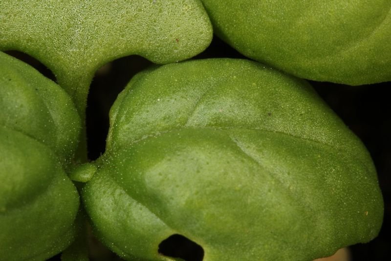 resources of Quick Lime exporters