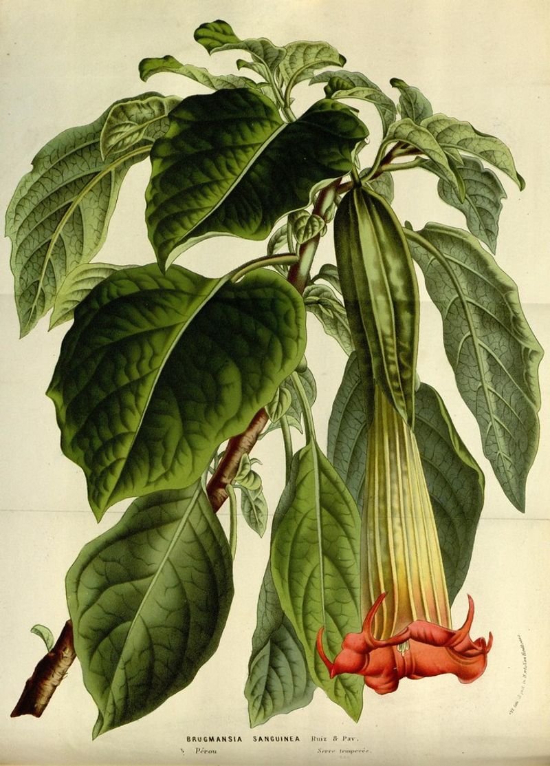 resources of Philodendron exporters