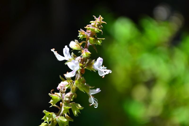 resources of Yucca Schidigera Extract exporters