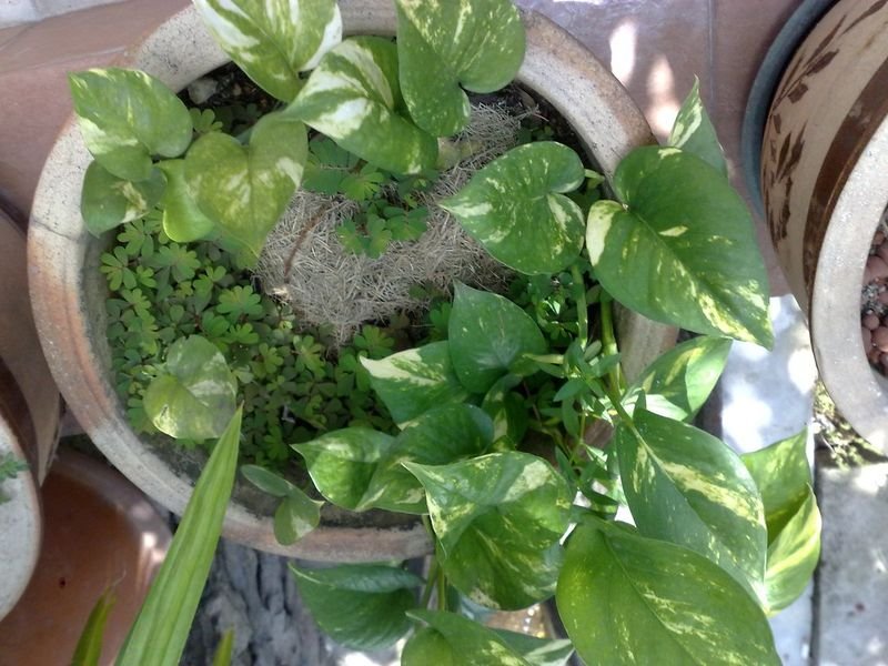 resources of Fresh Basil exporters