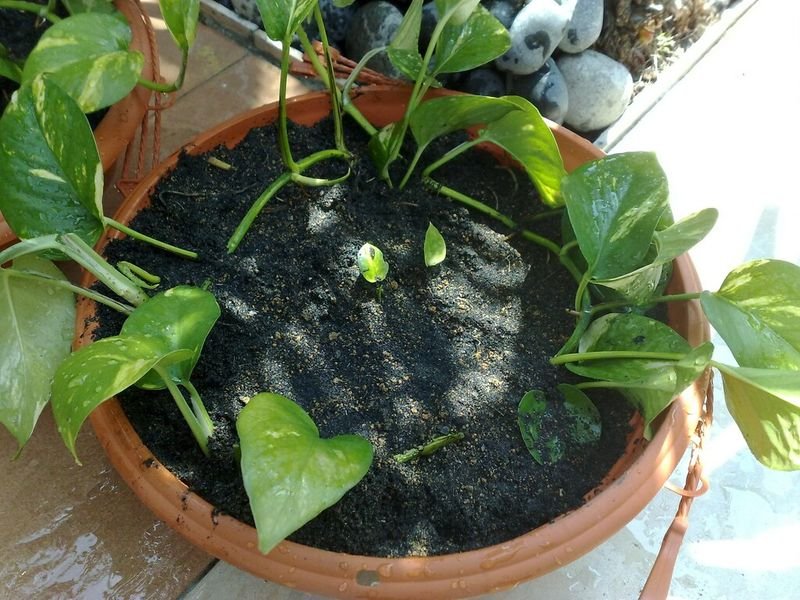 resources of Money Plant exporters