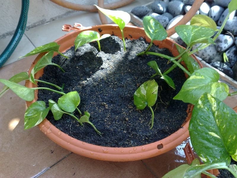 resources of Banaba leaf extract exporters