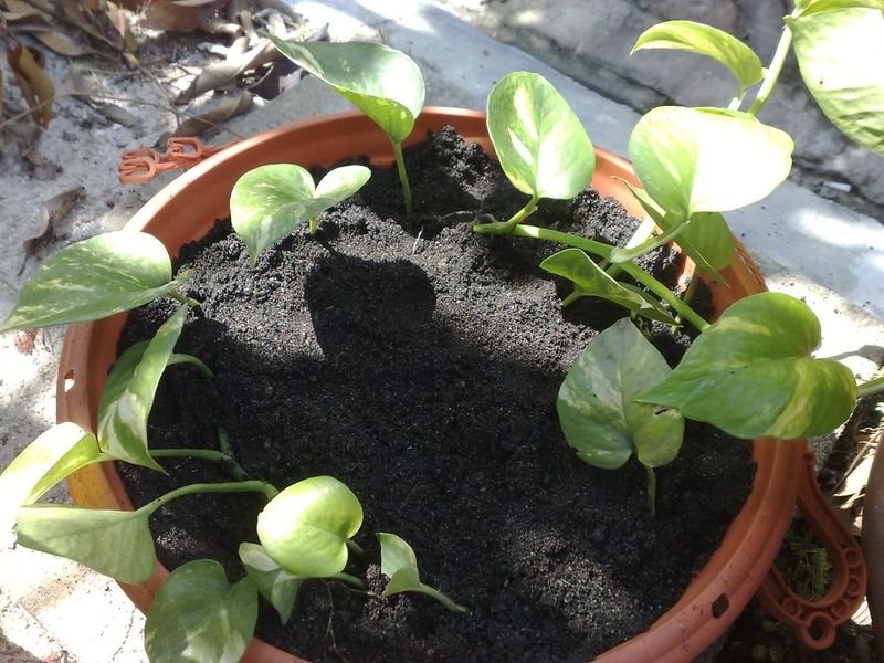resources of Eucalyptus Grandis Seedlings exporters
