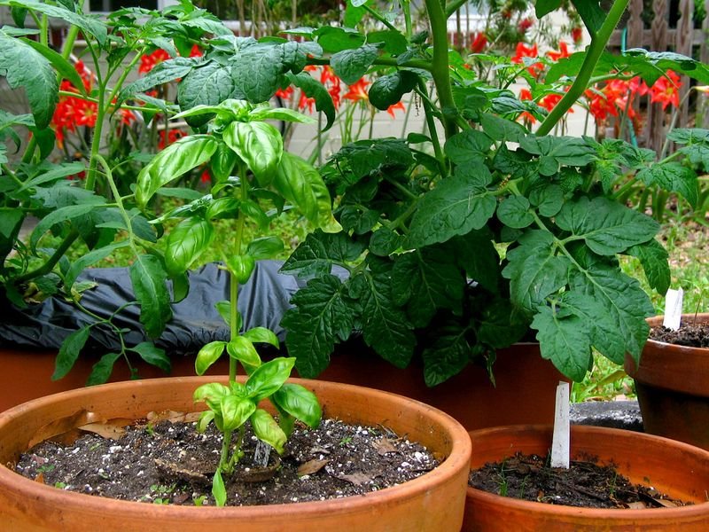 resources of Strawberry Tissue Culture Plants exporters