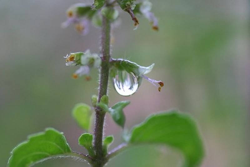 resources of Peppermint Dry Leaf exporters