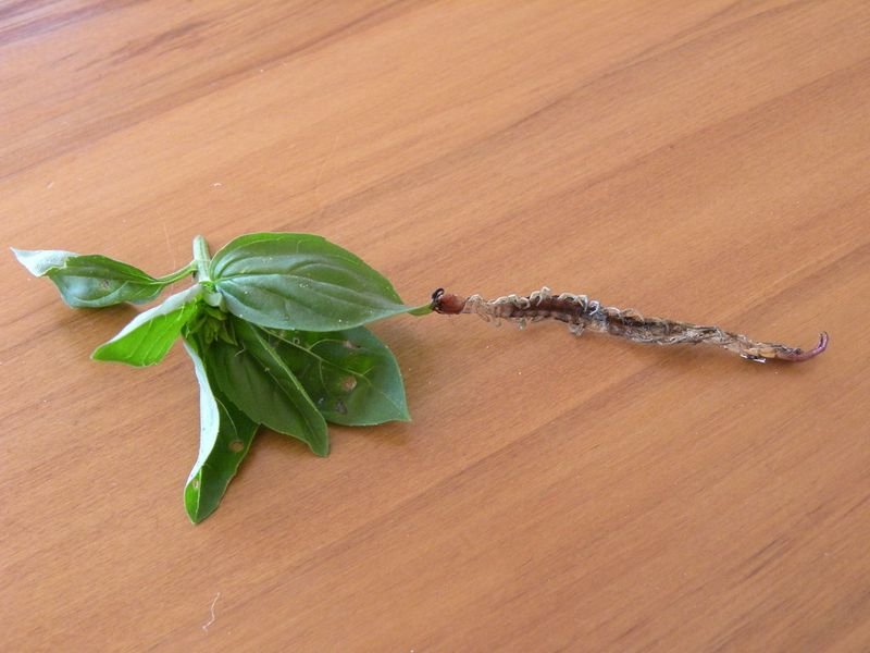 resources of Philodendron Burlemax Varigated exporters