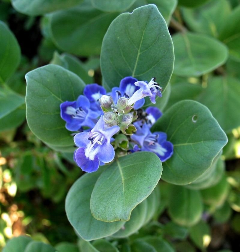 resources of Common Lungwort, Herb, Dried exporters