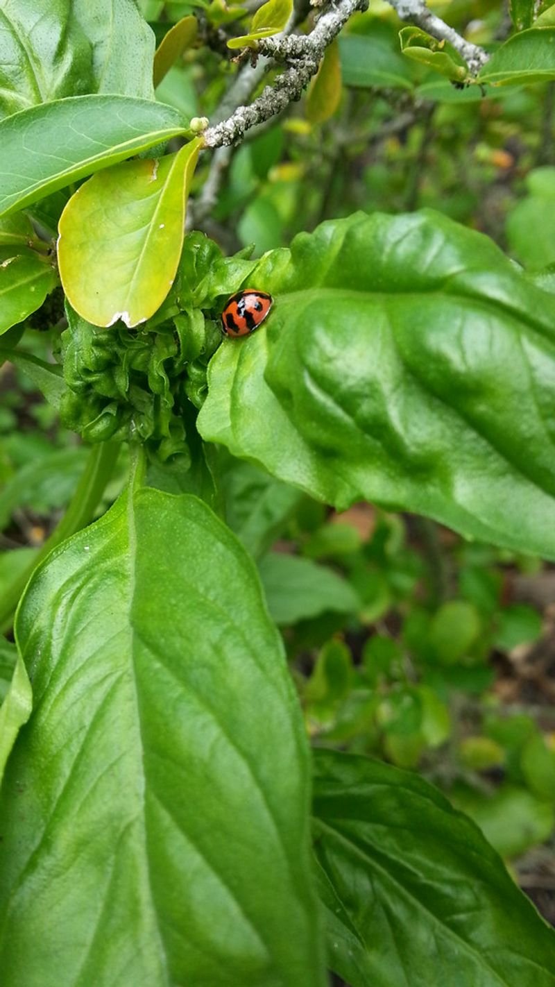 resources of Lady Bugs exporters