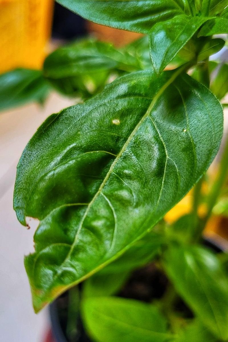 resources of Kaffir Lime Leaves exporters