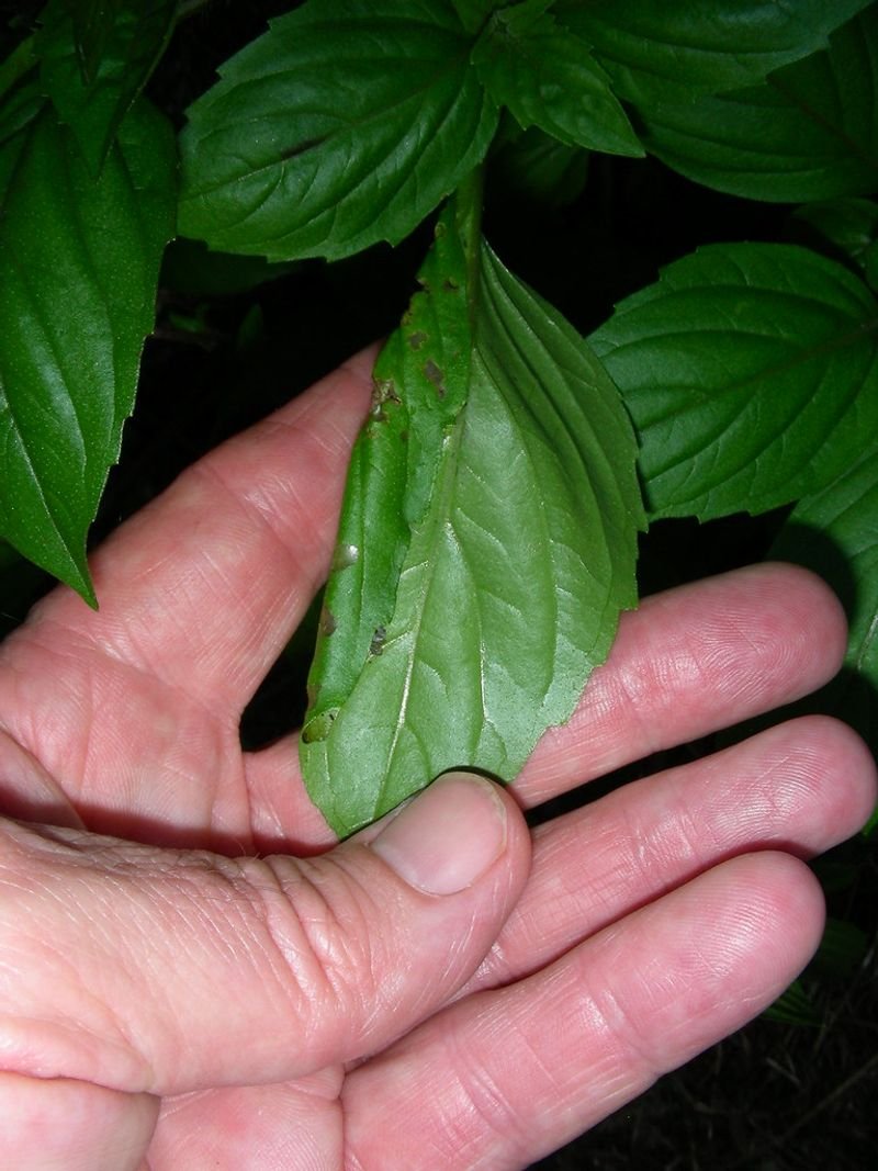 resources of Syngonium exporters