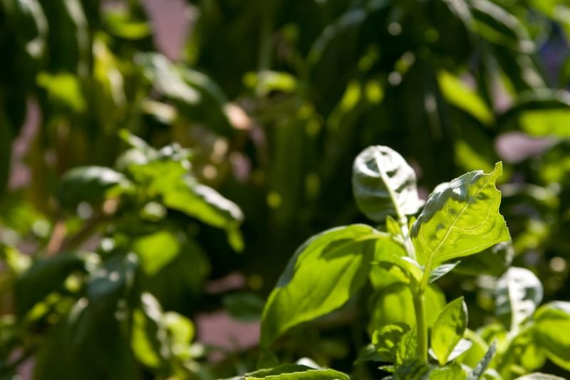resources of Basil Leaves exporters