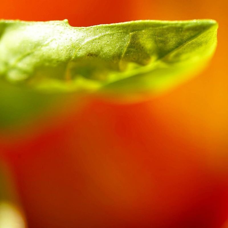 resources of Physalis exporters