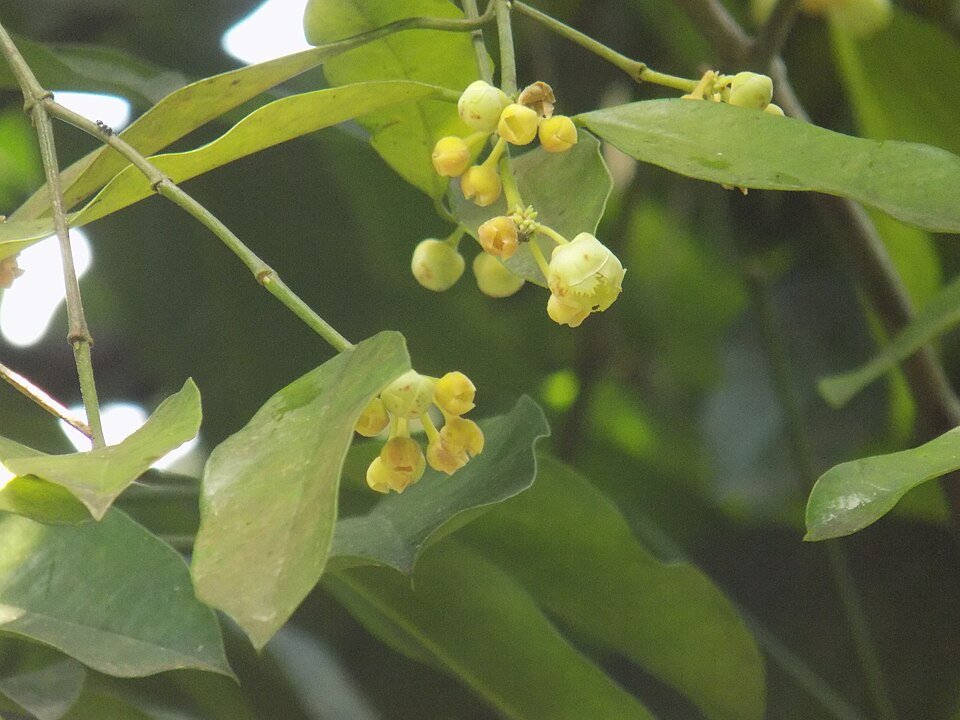 Bitter Kola, Garcinia Kola Exporters, Wholesaler & Manufacturer | Globaltradeplaza.com
