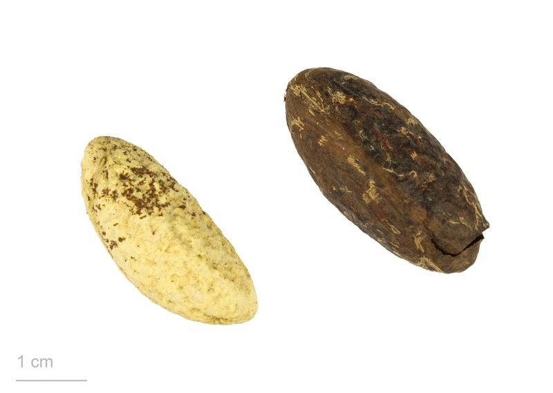 resources of Bio Gotu Kola Lotion exporters
