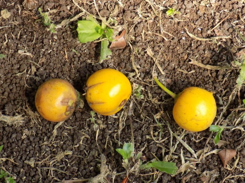 resources of Cola Nuts exporters