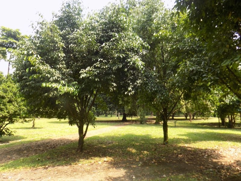 resources of Black Plum, Java Plum exporters
