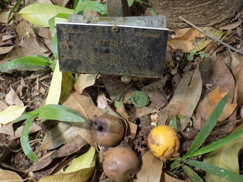 resources of Gotu Kola Extract For Cosmetics exporters