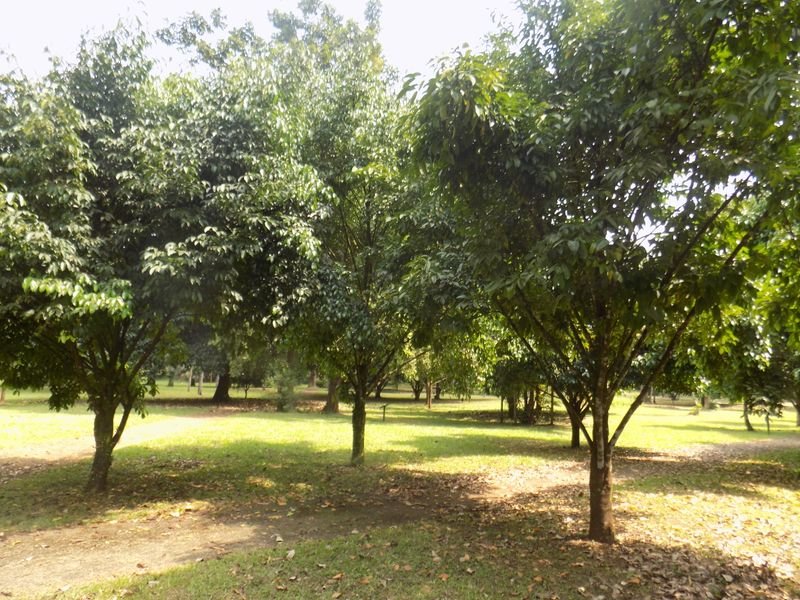 resources of Bahunnia Tree exporters