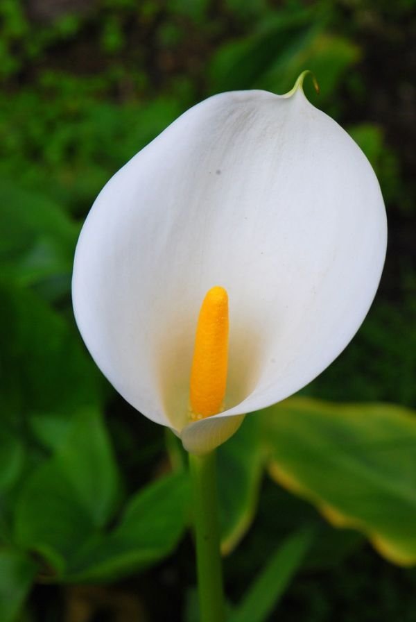 Calla Lily Flower Bulbs Exporters, Wholesaler & Manufacturer | Globaltradeplaza.com