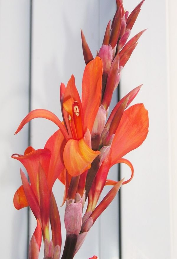 resources of Bird of Paradise exporters