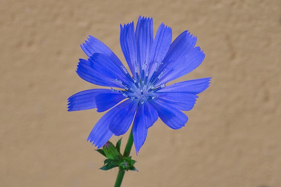Chicory Exporters, Wholesaler & Manufacturer | Globaltradeplaza.com