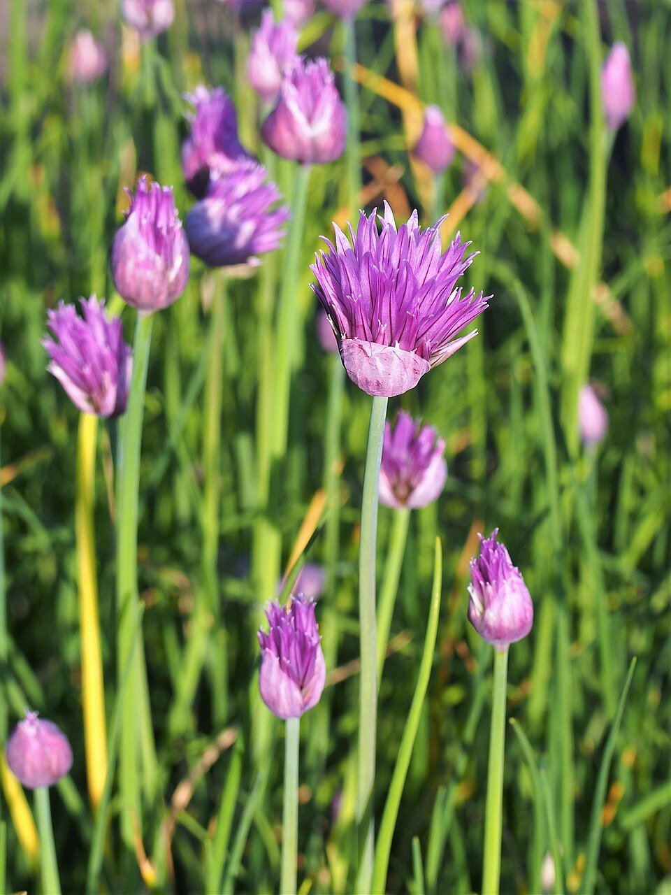 resources of Double Cut Chives 1Kg Box exporters