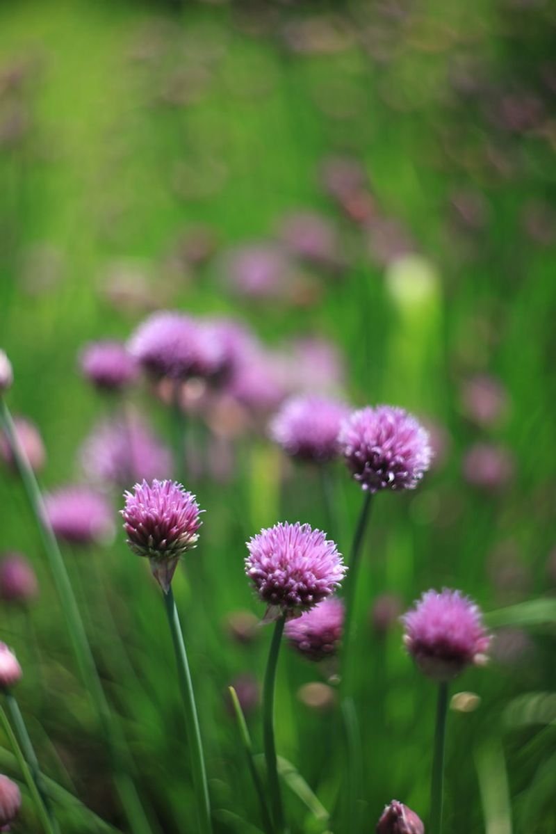 resources of Basil, Chives, Rosemary, Oregone exporters resources of Basil, Chives, Rosemary, Oregone exporters