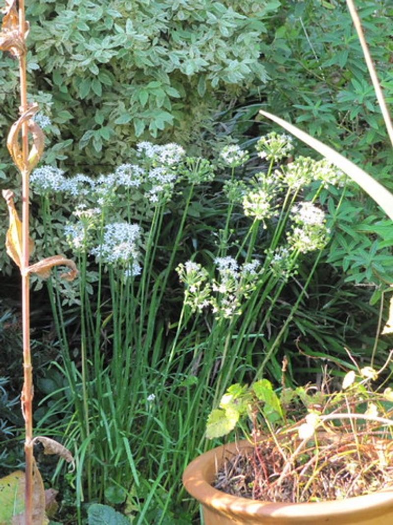 resources of Pimpinella Anisum exporters