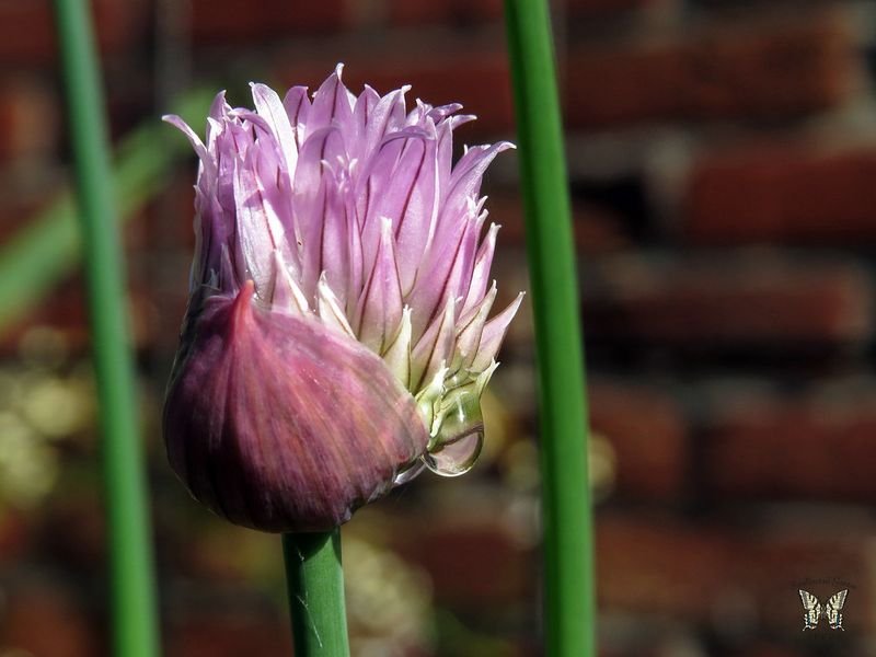 resources of Agrifound Rose Onion exporters