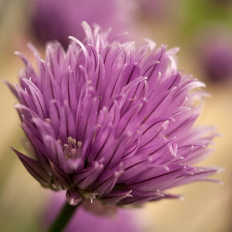 resources of Chrysanthemum Flower exporters