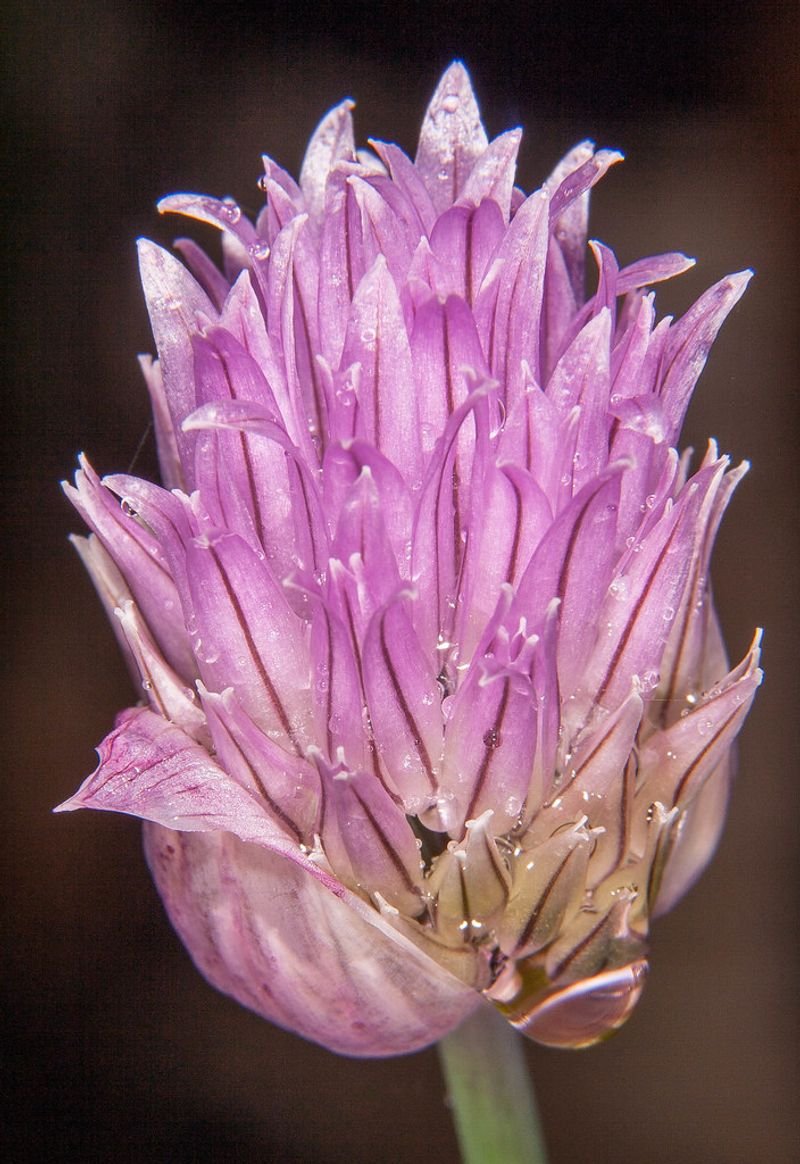 resources of artichoke exporters