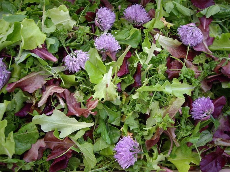resources of Gotu Kola Extract For Cosmetics exporters