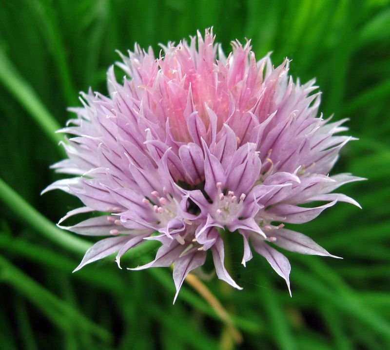 resources of Chinese Chive Flowers (Dok-Kui-Chai) exporters